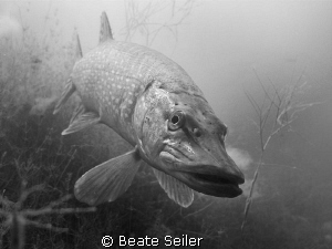 Northern pike B/W by Beate Seiler 